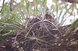 Image of Domingoa purpurea (Lindl.) Van den Berg & Soto Arenas