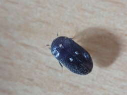 Image of Fur beetle