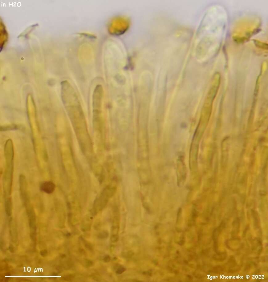 Image of Ionomidotis fulvotingens (Berk. & M. A. Curtis) E. K. Cash 1939