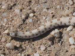 Image of Dwarf Beaked Snake