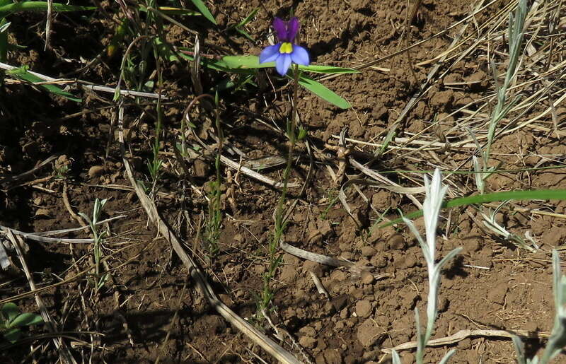 Image of Butterfly lobelia