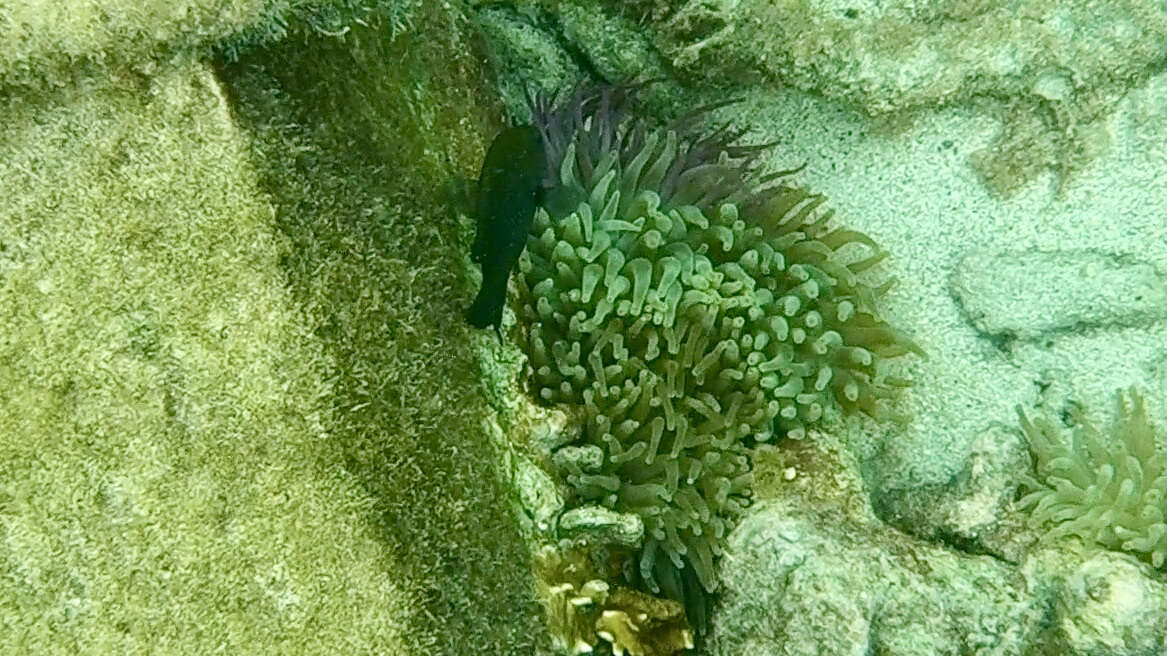 Image of Honey Damselfish