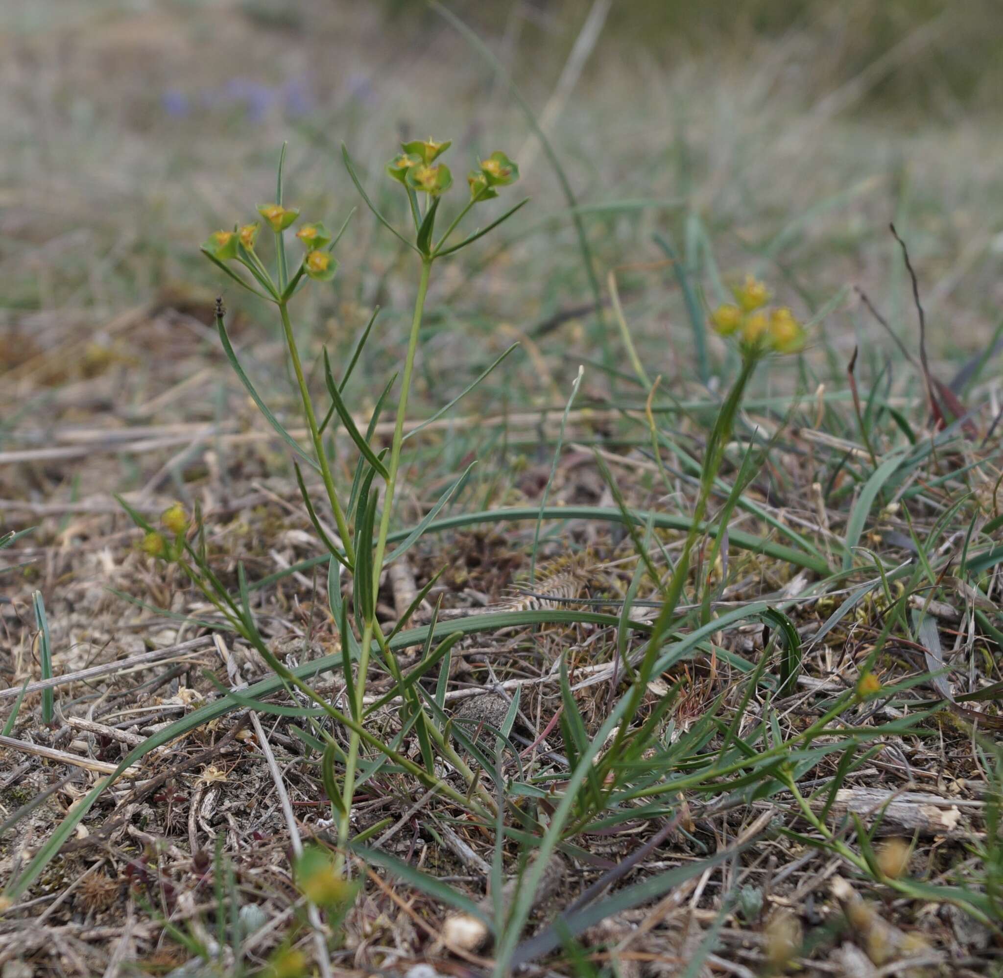 Imagem de Euphorbia leptocaula Boiss.