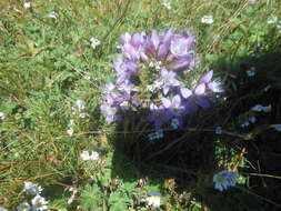 Image of Gentianella austriaca (A. & J. Kern.) Holub