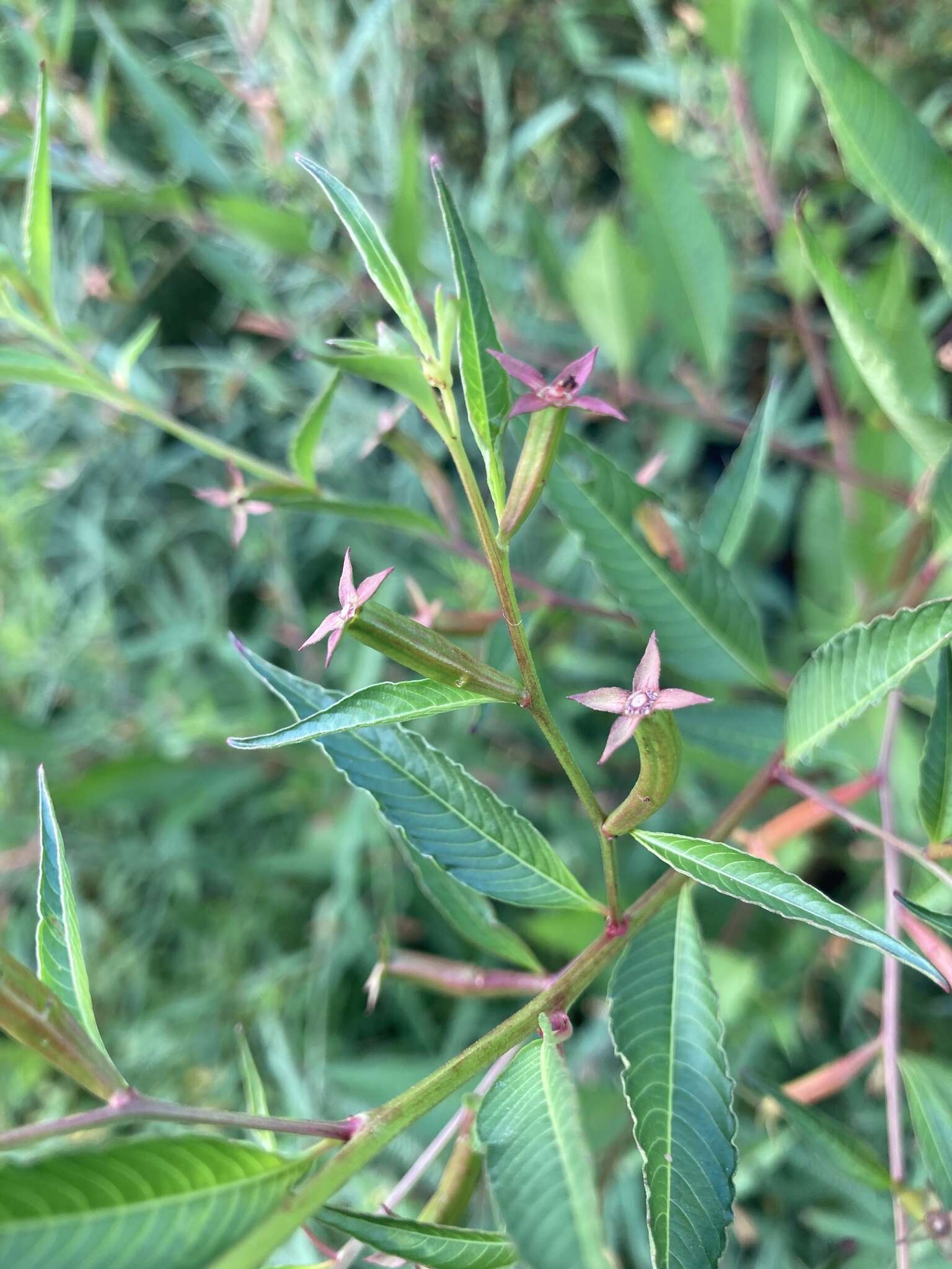 صورة Ludwigia erecta (L.) Hara