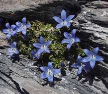 Image of Mount Cenis Bellflower