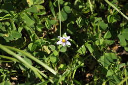 Image of Romulea minutiflora Klatt