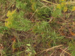 Plancia ëd Euthamia leptocephala (Torr. & A. Gray) Greene