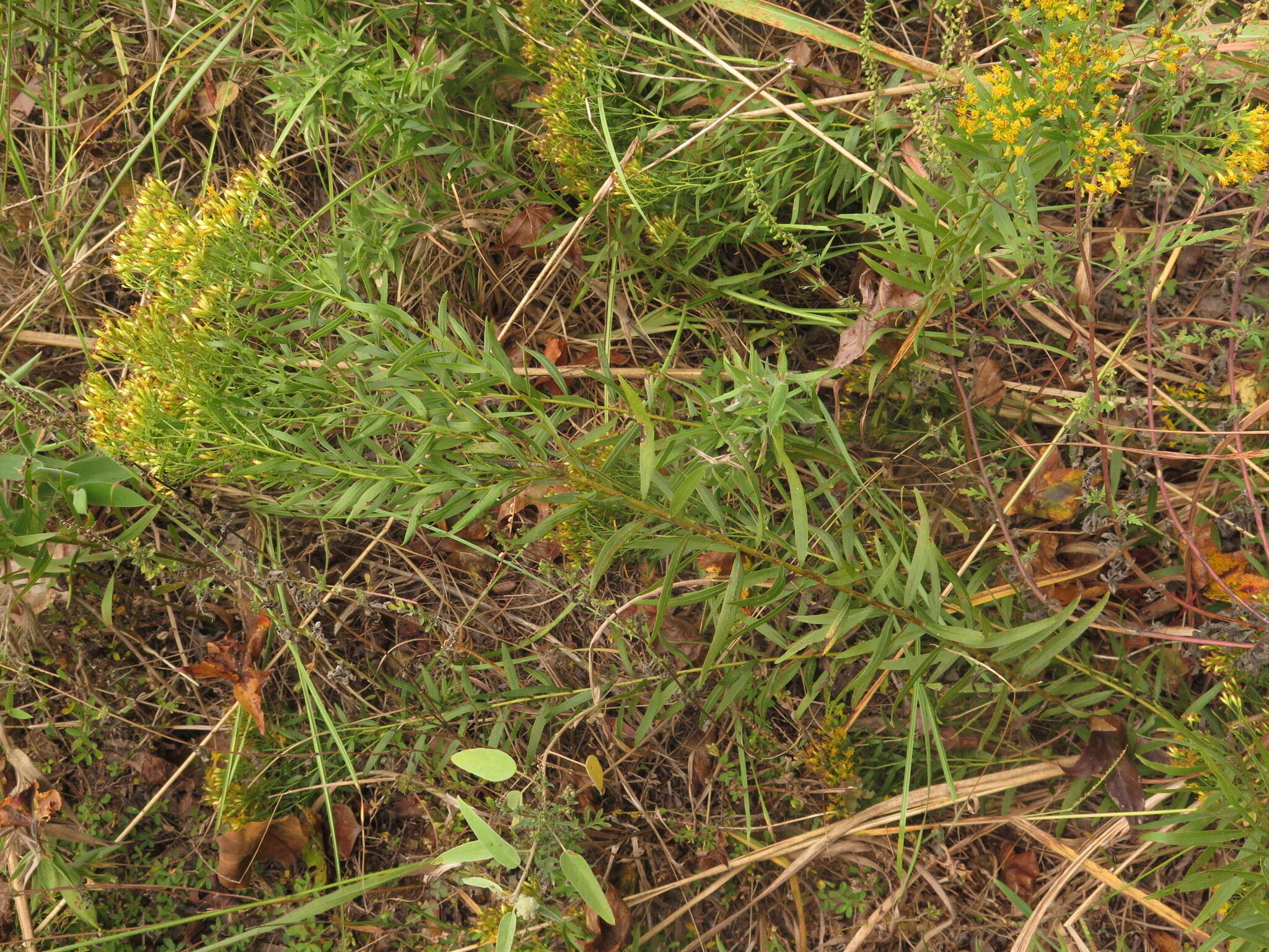 Plancia ëd Euthamia leptocephala (Torr. & A. Gray) Greene