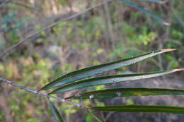 Image of Elaeodendron orientale Jacq