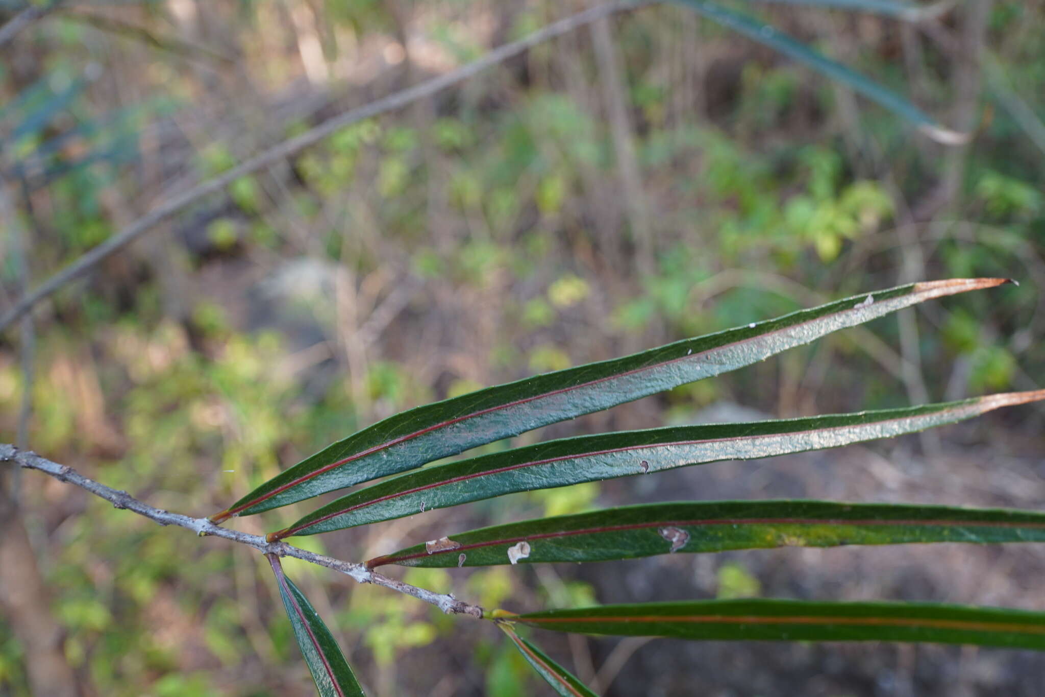 Image of Elaeodendron orientale Jacq