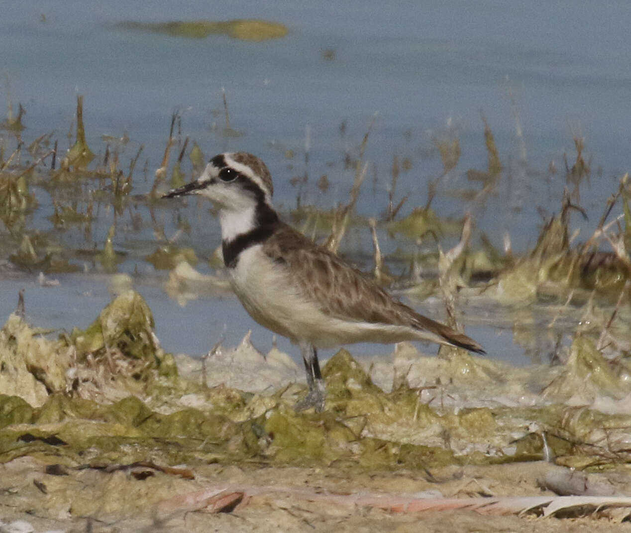 Charadrius thoracicus (Richmond 1896) resmi