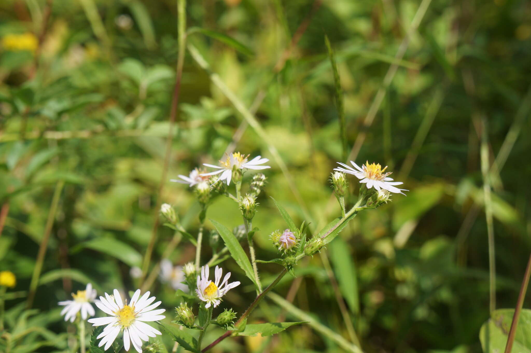 Image of hairy white oldfield aster