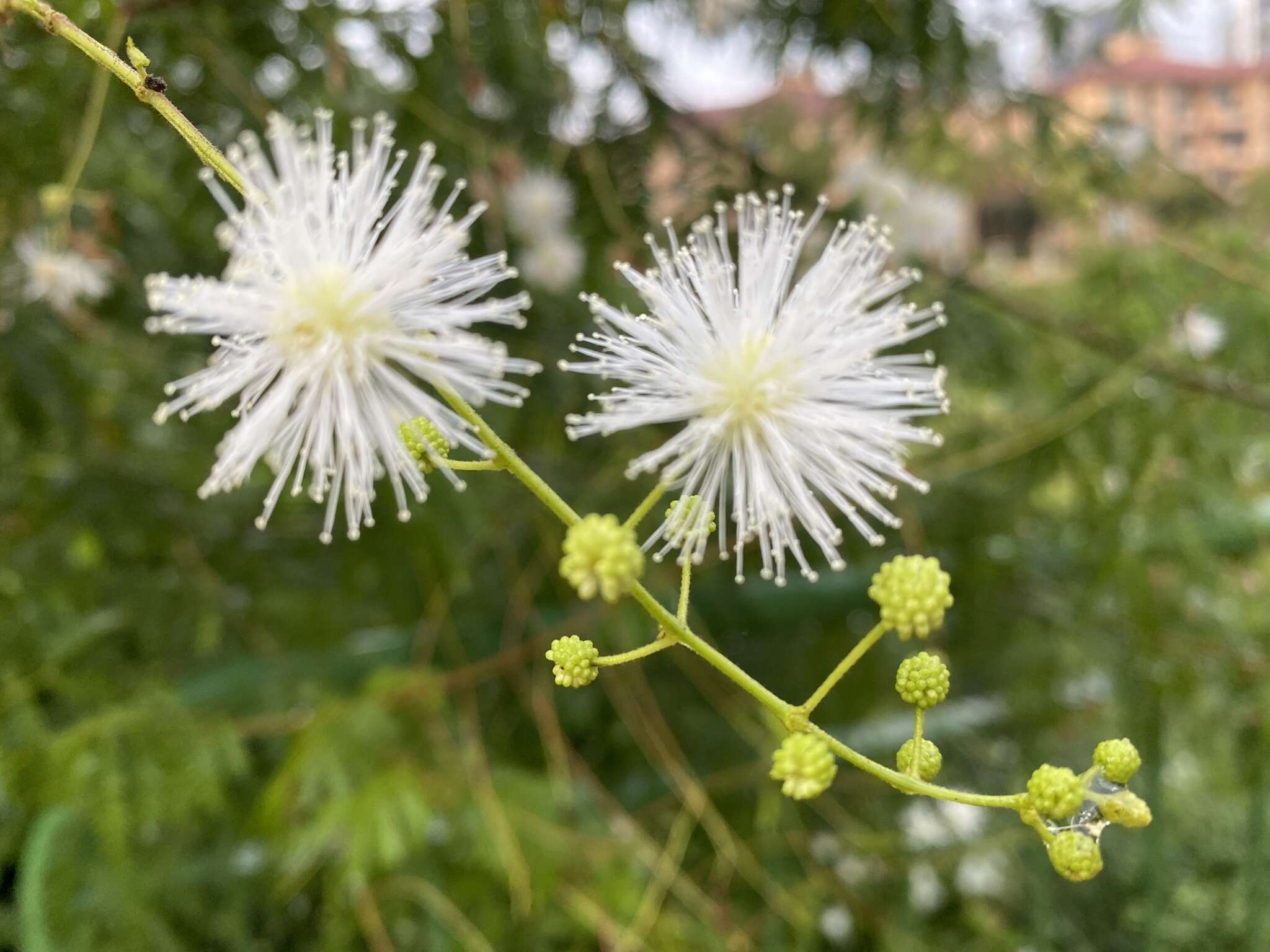 Imagem de Mimosa bimucronata (DC.) Kuntze