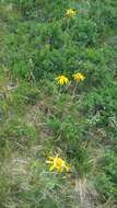 Image of mountain arnica