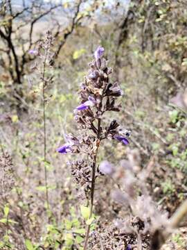 Sivun Salvia thyrsiflora Benth. kuva