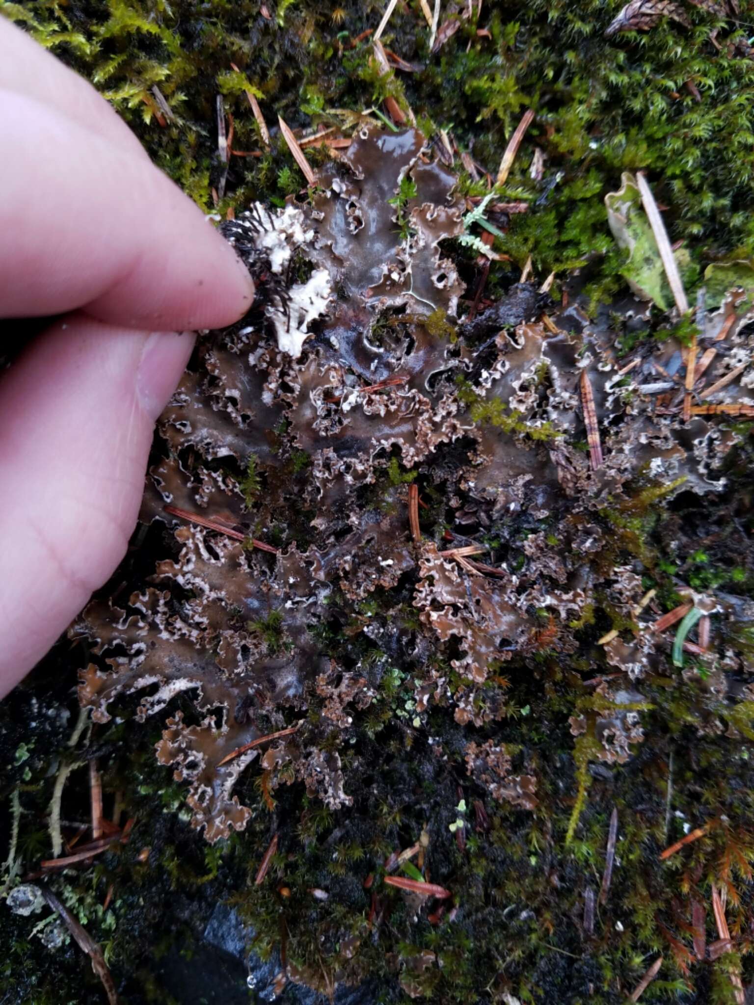 Image of Pacific felt lichen