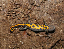 Image of Italian crested newt