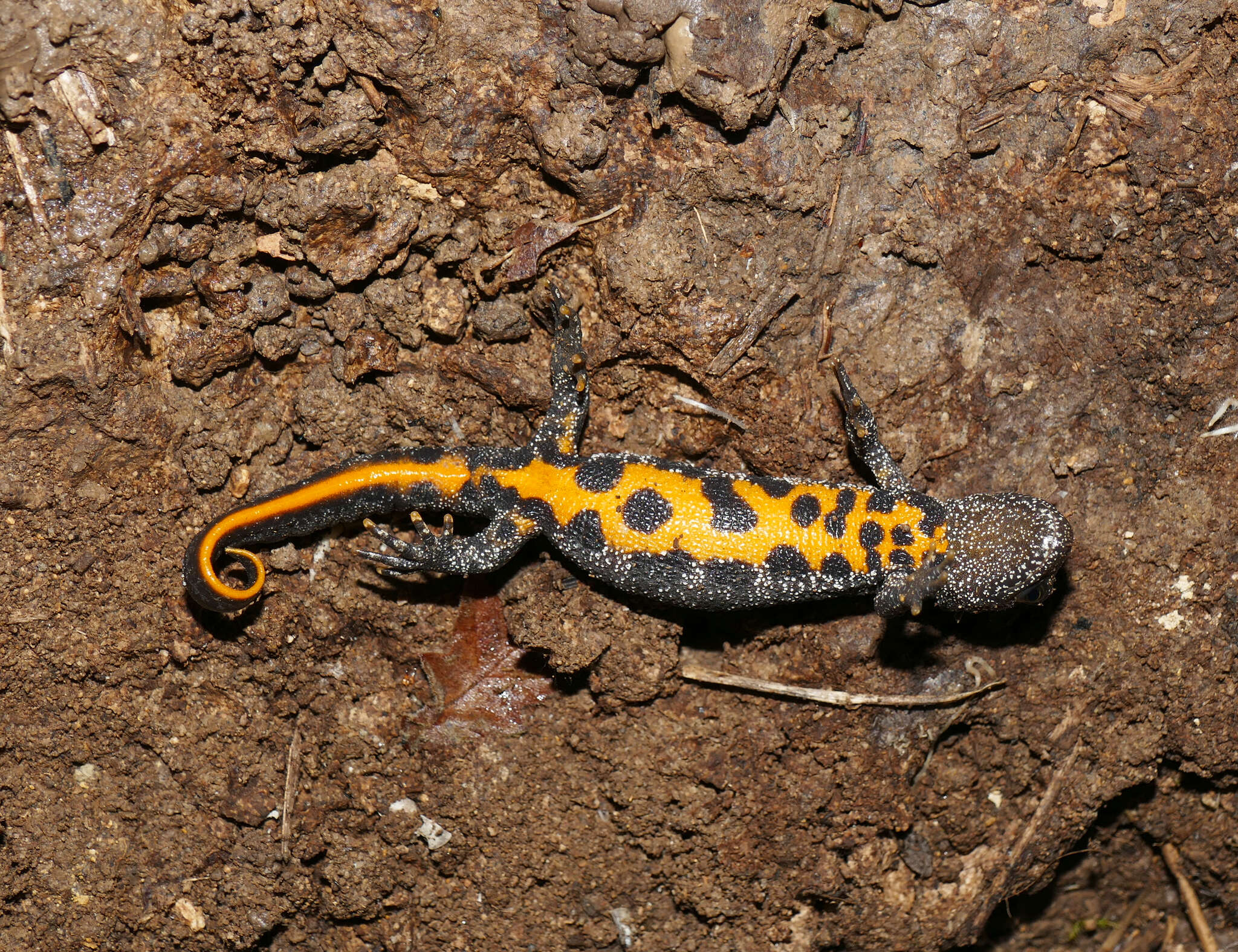 Image of Italian crested newt