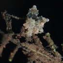 Sivun Eubranchus rubropunctatus Edmunds 1969 kuva