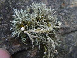 Imagem de Ramalina cuspidata (Ach.) Nyl.