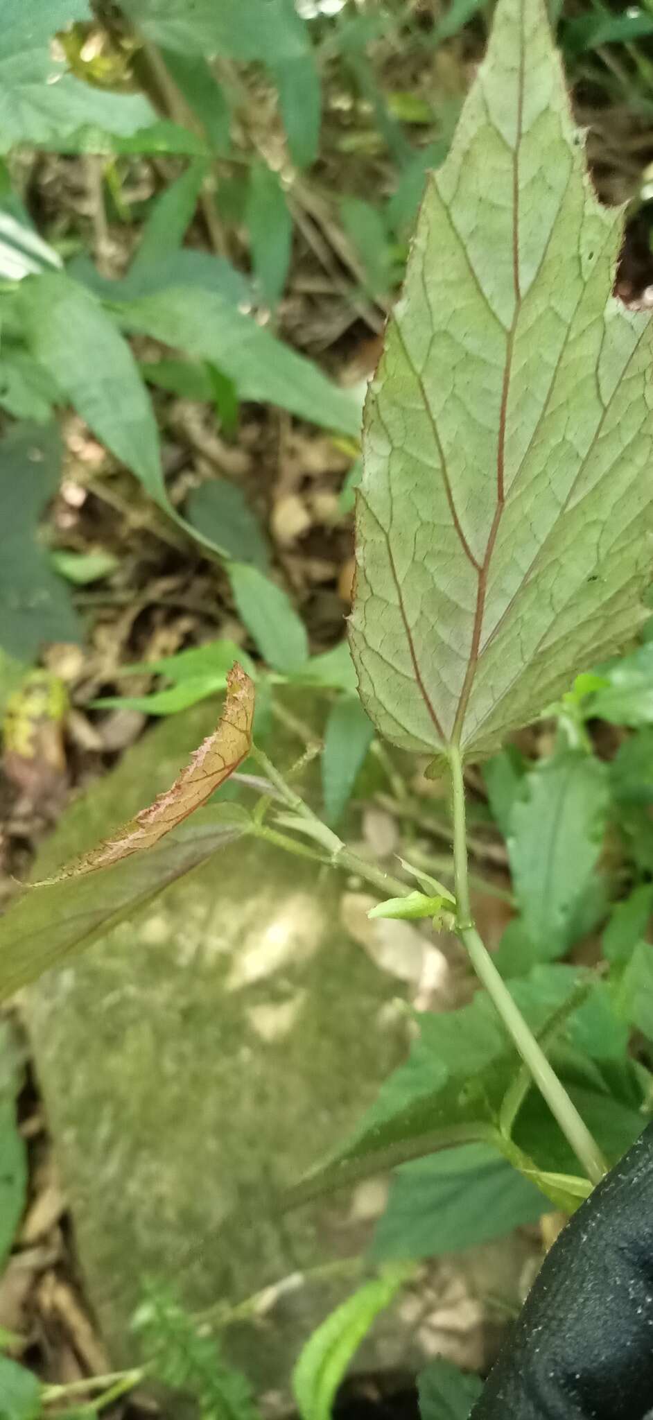 Слика од Begonia buimontana Yamam.