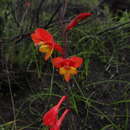 Image of Gladiolus overbergensis Goldblatt & M. P. de Vos