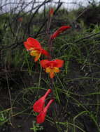 Image of Gladiolus overbergensis Goldblatt & M. P. de Vos