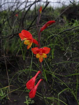 Image of Gladiolus overbergensis Goldblatt & M. P. de Vos