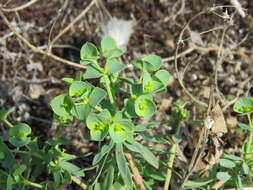 Euphorbia portlandica L. resmi