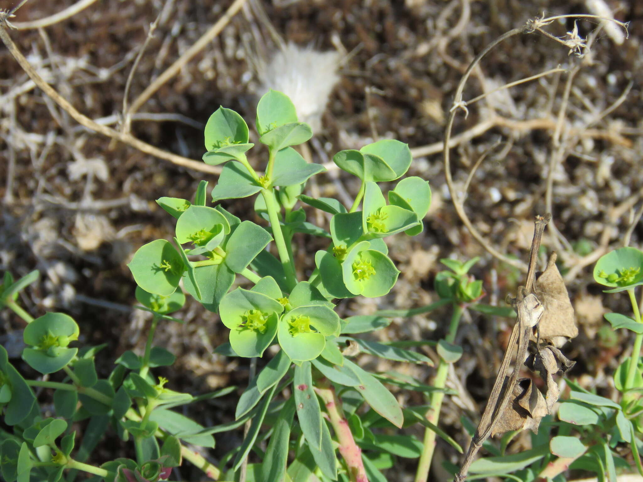 Euphorbia portlandica L. resmi