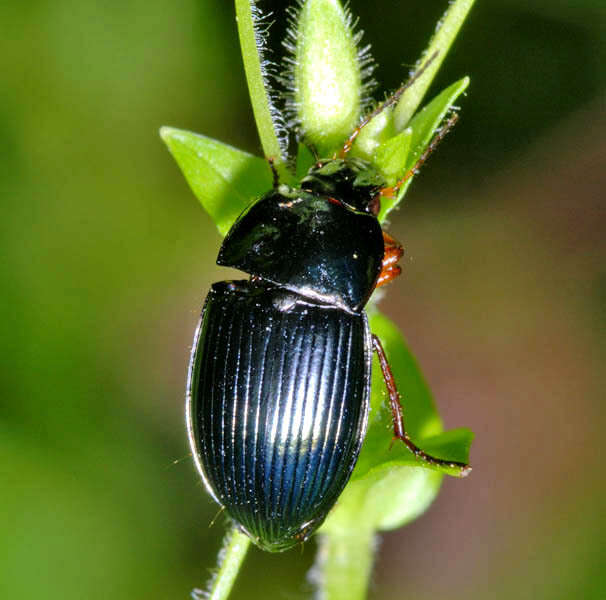 Image of Amara (Amara) saphyrea Dejean 1828