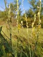 Image of broomleaf toadflax