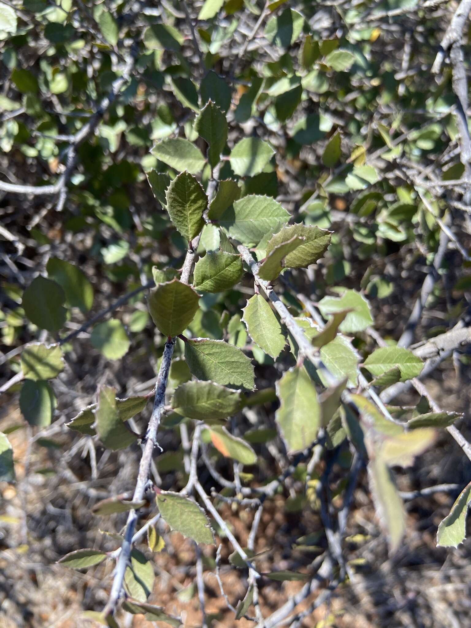 Imagem de Endotropis crocea subsp. insula (Kellogg) Hauenschild