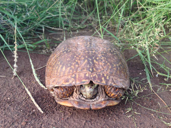 Plancia ëd Terrapene ornata (Agassiz 1857)