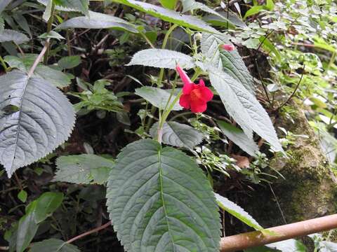 Imagem de Achimenes pedunculata Benth.