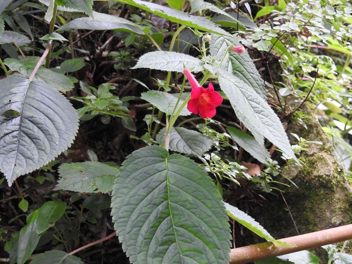 Image of Achimenes pedunculata Benth.