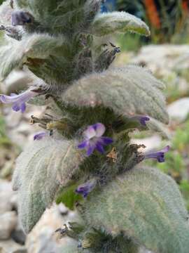 Image of Ajuga orientalis L.