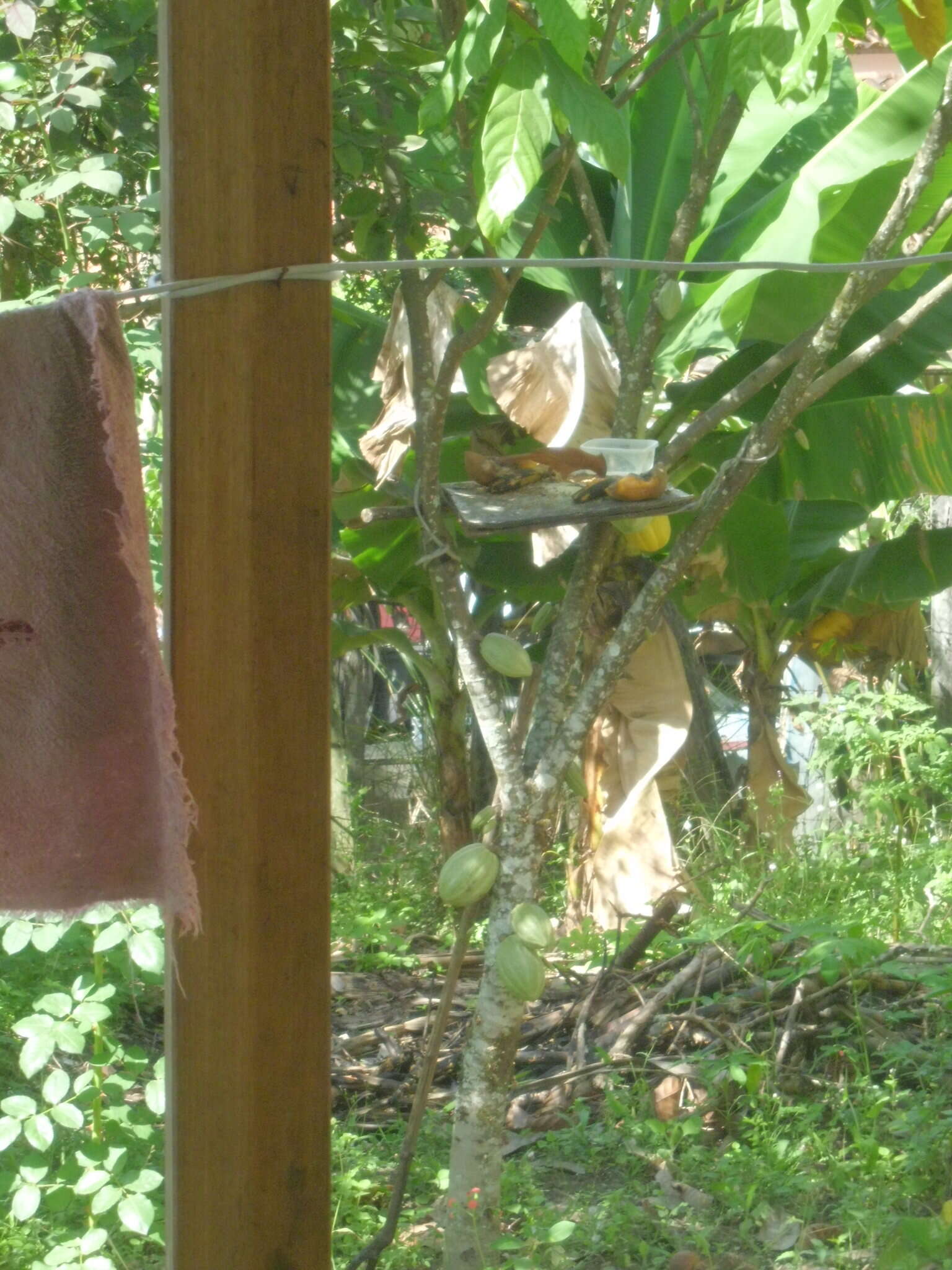 Image of Caatinga Cacholote