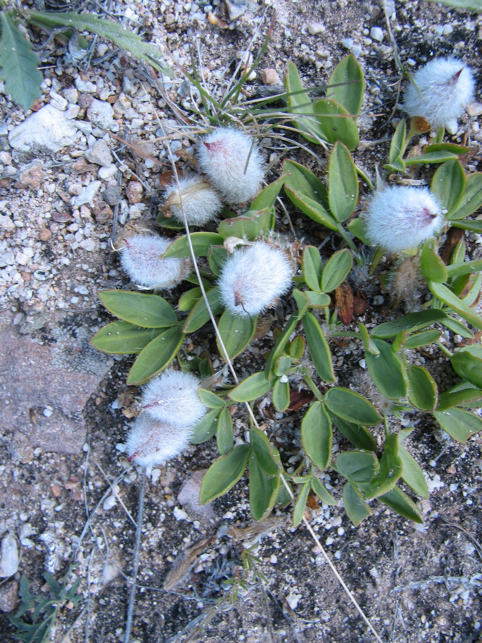 Plancia ëd Oxytropis triphylla (Pall.) Pers.