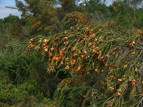 Image of Passerina rigida Wikstr.