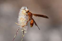 Image of Polistes kaibabensis Hayw. 1932