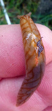 Image of Leaf-veined slug