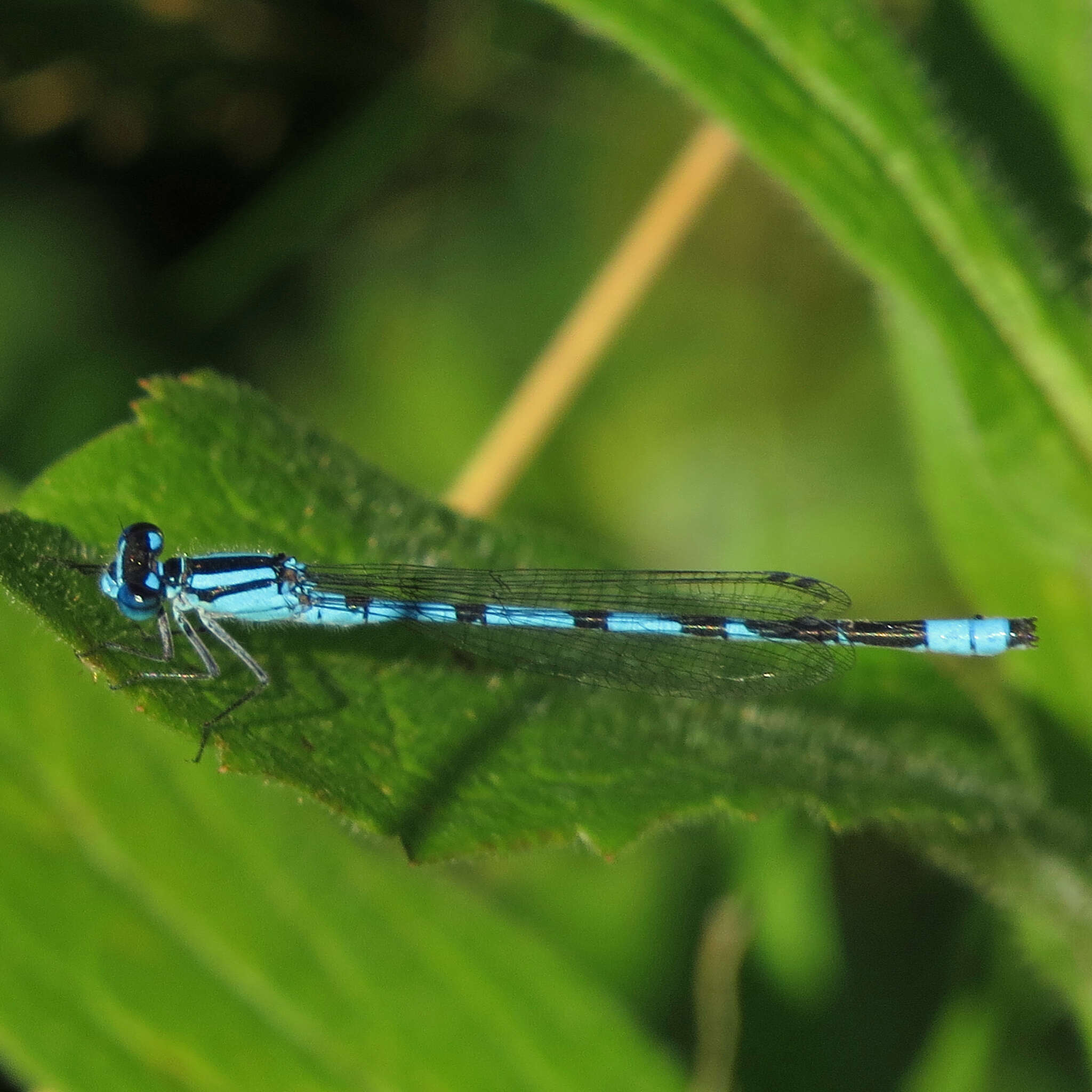 Image of Marsh Bluet