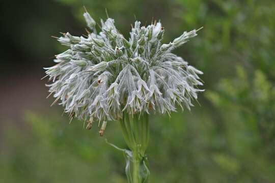 Sivun Cynoglossum umbellatum Waldst. & Kit. kuva