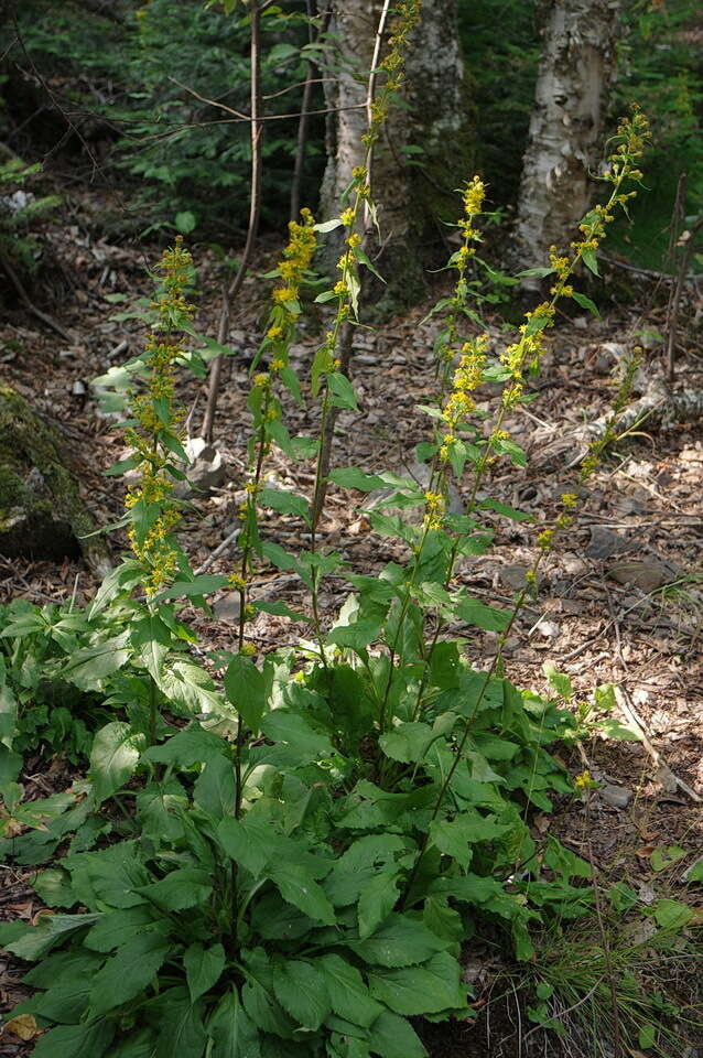 Image of largeleaf goldenrod