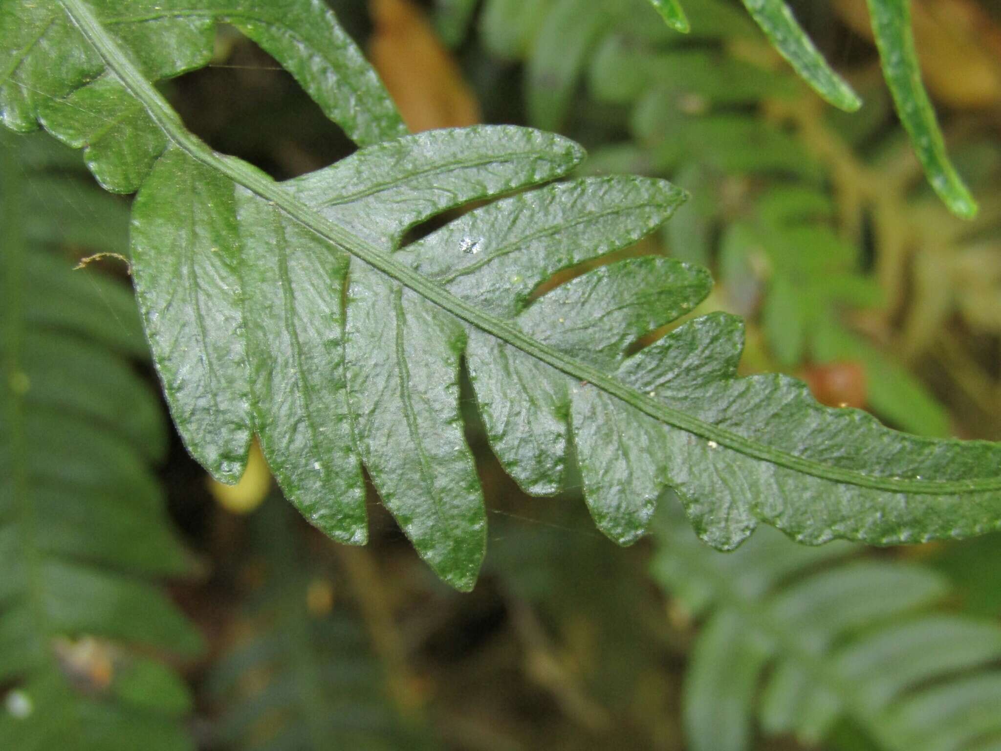 Sivun Austroblechnum lechleri subsp. lechleri kuva