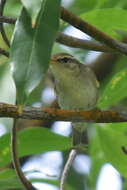 Imagem de Phylloscopus borealis (Blasius & JH 1858)