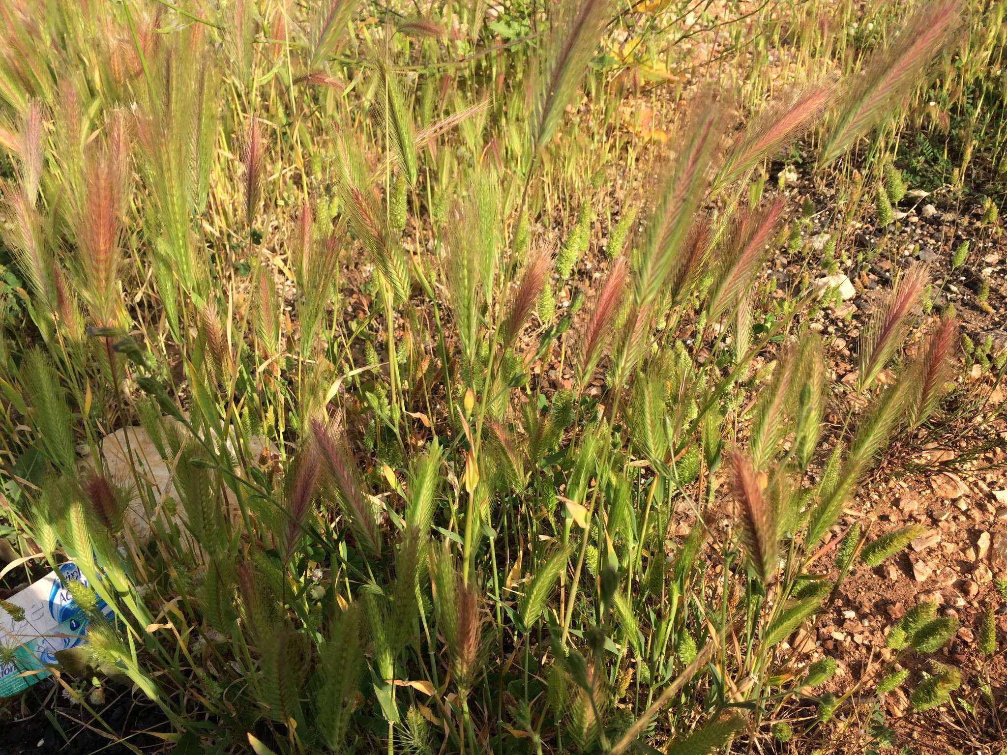 Image of smooth barley