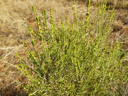 Image of Passerina corymbosa Eckl. ex C. H. Wright